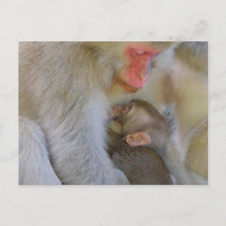 Carte Postale Connexion maternelle singe