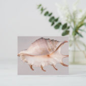 Carte Postale conque d'araignée Extraordinaire (Debout devant)