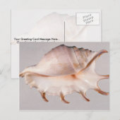 Carte Postale conque d'araignée Extraordinaire (Devant / Derrière)