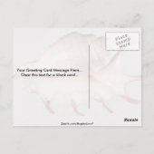 Carte Postale conque d'araignée Extraordinaire (Dos)