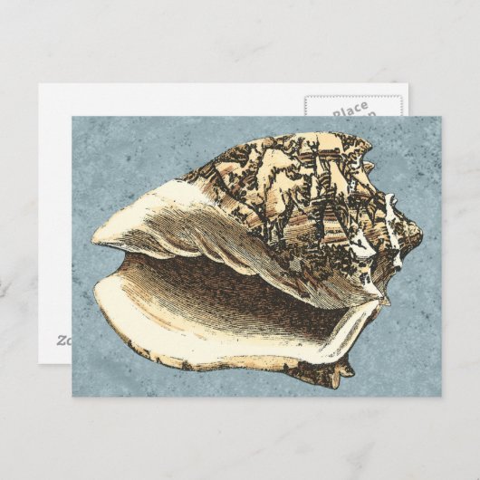 Carte Postale Conque délavée Shell (Devant / Derrière)