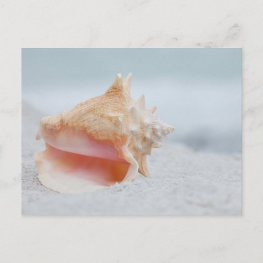 Carte Postale Conque Shell (Devant)