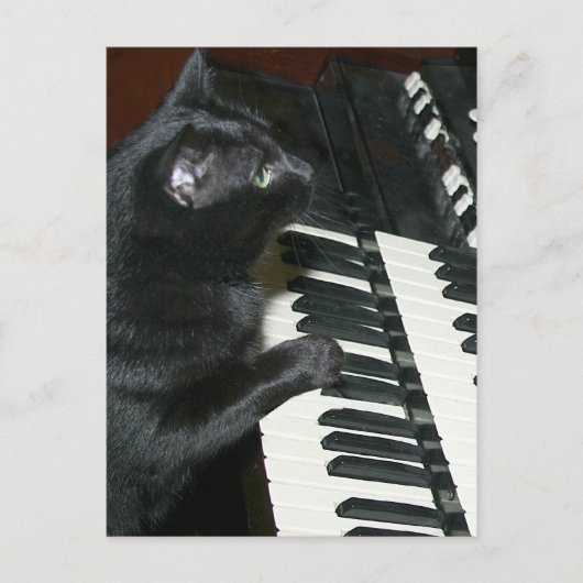 Carte Postale considérant d'organe de chat (Devant)