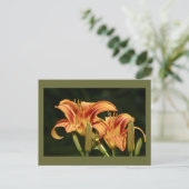 Carte Postale Considérons Les Lilies Du Terrain (Debout devant)