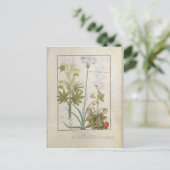 Carte Postale Consiligo, Burreed et fraise (Debout devant)