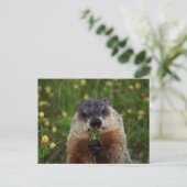 Carte Postale Consommation de marmotte de printemps (Debout devant)