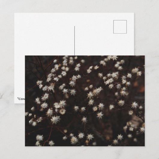 Carte Postale "Constellation Bosque" (Devant / Derrière)