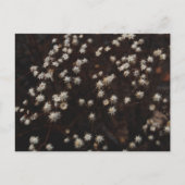 Carte Postale "Constellation Bosque" (Devant)