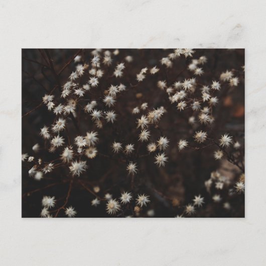 Carte Postale "Constellation Bosque" (Devant)