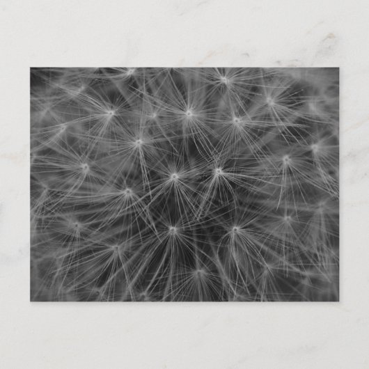 Carte Postale Constellation de Dandelion (Devant)