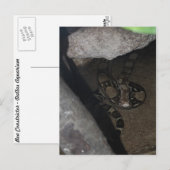 Carte Postale Constricteur Boa n° 1 (Devant / Derrière)