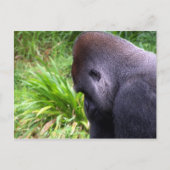 Carte Postale Contemplation (Devant)