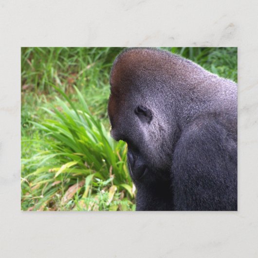 Carte Postale Contemplation (Devant)