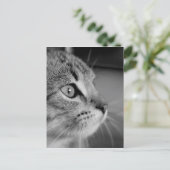 Carte Postale Contemplation du chat mou noir et blanc (Debout devant)