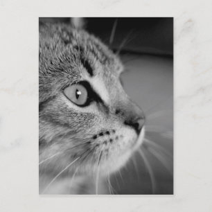Carte Postale Contemplation du chat mou noir et blanc