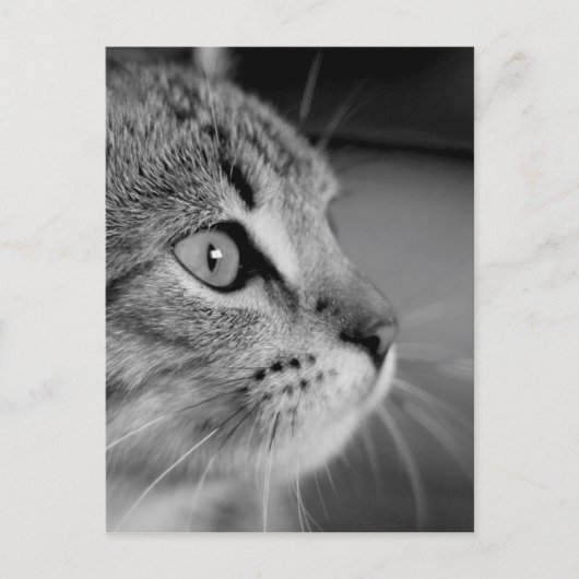 Carte Postale Contemplation du chat mou noir et blanc (Devant)