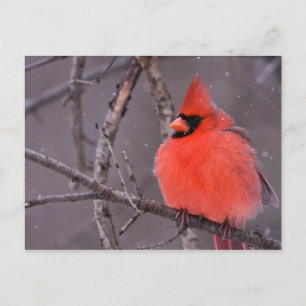 Carte Postale Contemplation hivernale