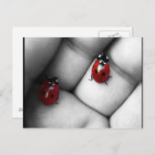 Carte Postale contraste lieveheersbeestje (Devant / Derrière)