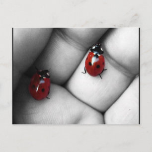 Carte Postale contraste lieveheersbeestje