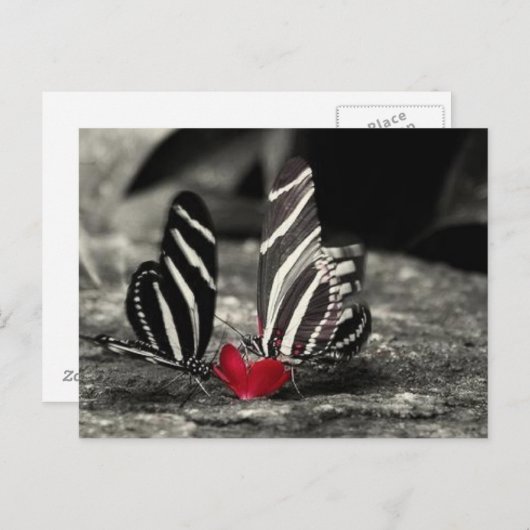 Carte Postale contraste vlinder (Devant / Derrière)