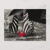 Carte Postale contraste vlinder (Devant)