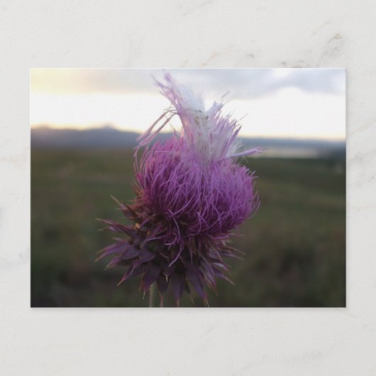 Carte Postale Contre le grain (Devant)