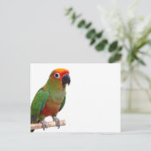 Carte Postale Conure à capuchon doré (Debout devant)