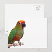 Carte Postale Conure à capuchon doré (Devant / Derrière)