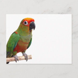 Carte Postale Conure à capuchon doré