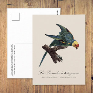 Carte Postale Conure de Caroline, Conuropsis carolinensis