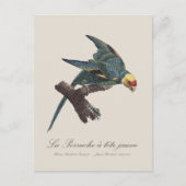 Carte Postale Conure de Caroline, Conuropsis carolinensis (Devant)