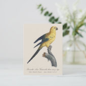 Carte Postale Conure soleil ou Aratinga solstitialis (Debout devant)