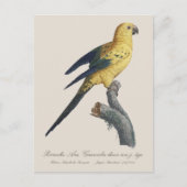 Carte Postale Conure soleil ou Aratinga solstitialis (Devant)
