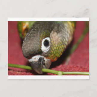 Carte Postale Conure verte à la joue