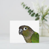 Carte Postale Conure verte à mâcher (Debout devant)