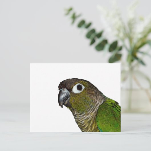 Carte Postale Conure verte à mâcher (Debout devant)