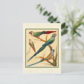 Carte Postale Conure vintage et perruques (Debout devant)