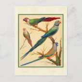 Carte Postale Conure vintage et perruques (Devant)