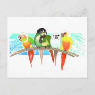 Carte Postale Conures à la joue verte