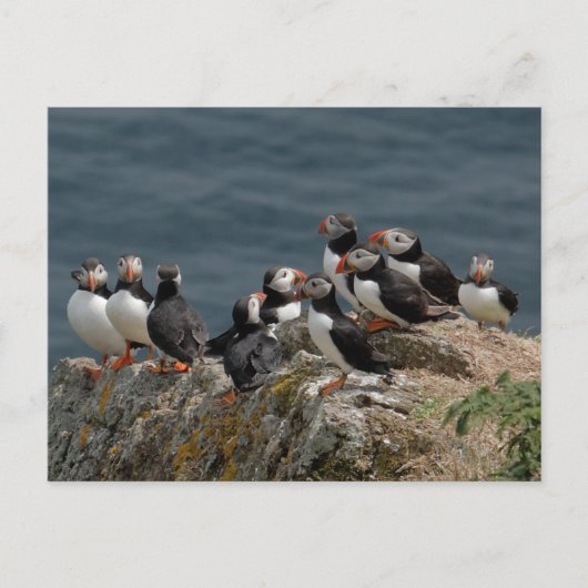 Carte Postale Convention de Puffin (Devant)