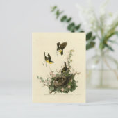 Carte Postale Conversation à poitrine jaune (Debout devant)