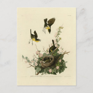 Carte Postale Conversation à poitrine jaune