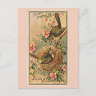 Carte Postale Conversation à poitrine jaune