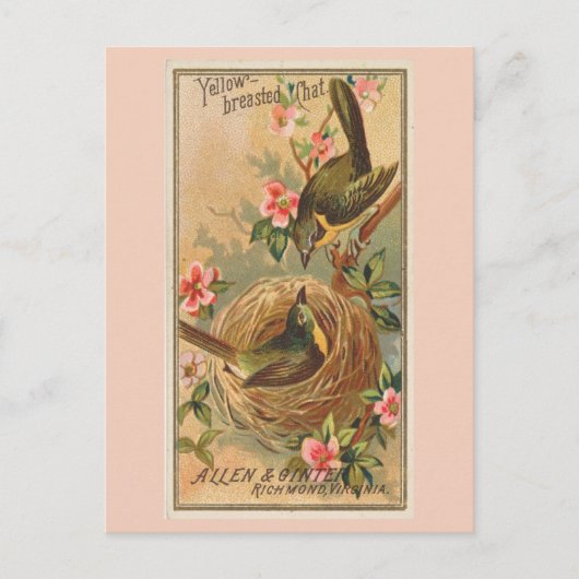 Carte Postale Conversation à poitrine jaune (Devant)