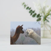Carte postale Conversation Alpaca (Debout devant)