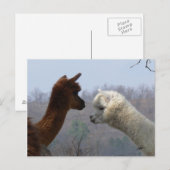 Carte postale Conversation Alpaca (Devant / Derrière)