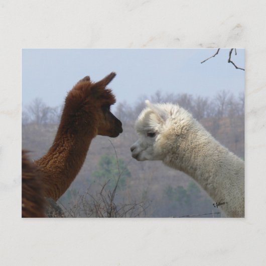 Carte postale Conversation Alpaca (Devant)