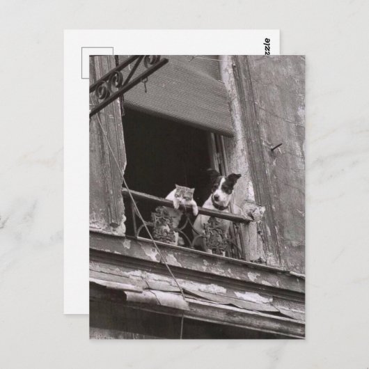 Carte Postale Conversation et chien - Robert Doisneau (Devant / Derrière)