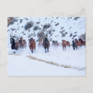 Carte Postale Convoi de chevaux Cowboy Ranch Hideout, Shell, W