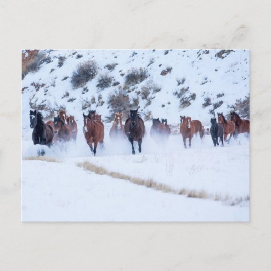 Carte Postale Convoi de chevaux Cowboy | Ranch Hideout, Shell, W (Devant)